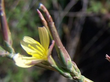Pianta sana sull''Etna e malata a Catania- Lactuca saligna